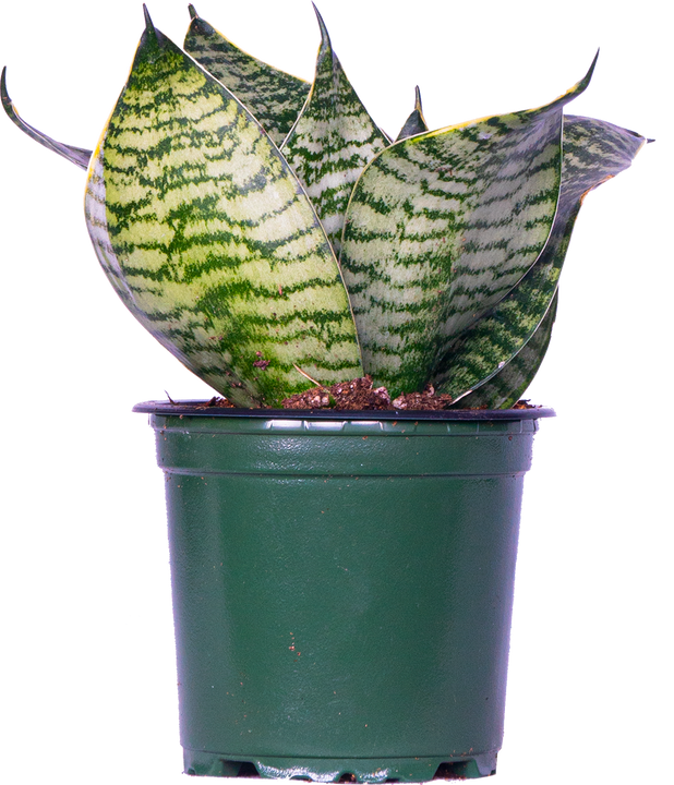 Sansevieria Silver Hahnii | Birds Nest Snake Plant (S)