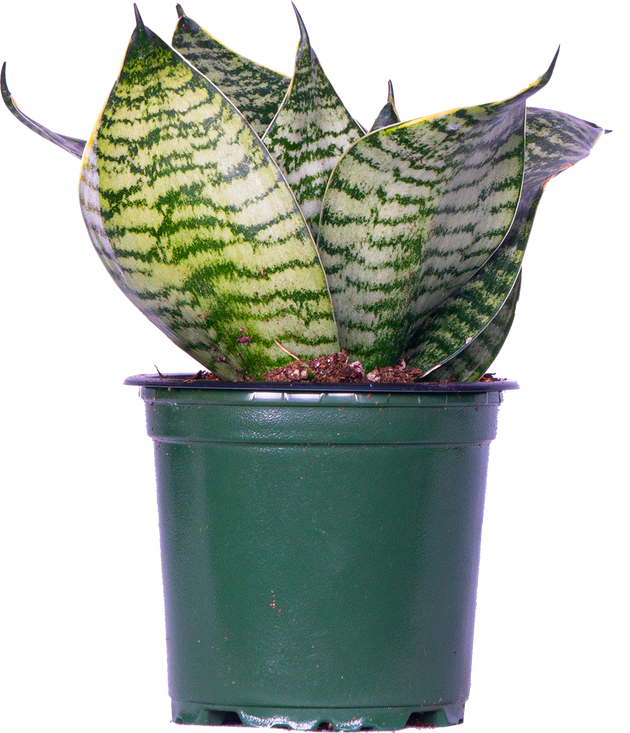 birds nest snake plant care Sansevieria Silver Hahnii | Birds Nest Snake Plant | 4" Pot | Easy Care Houseplant