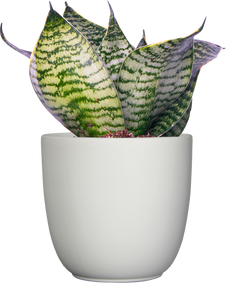 Sansevieria Silver Hahnii | Birds Nest Snake Plant (S)