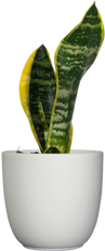 Sansevieria Laurentii | Snake Plant (S)