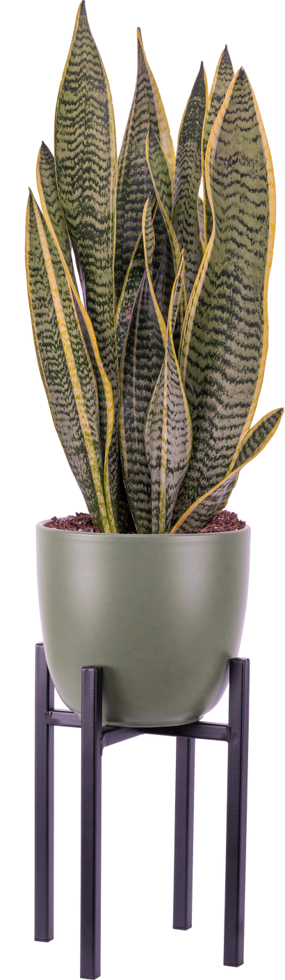 Sansevieria Laurentii | Snake Plant (M)