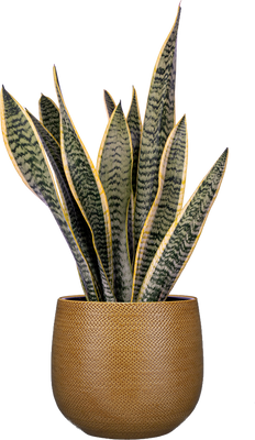 Sansevieria Laurentii | Snake Plant (L)