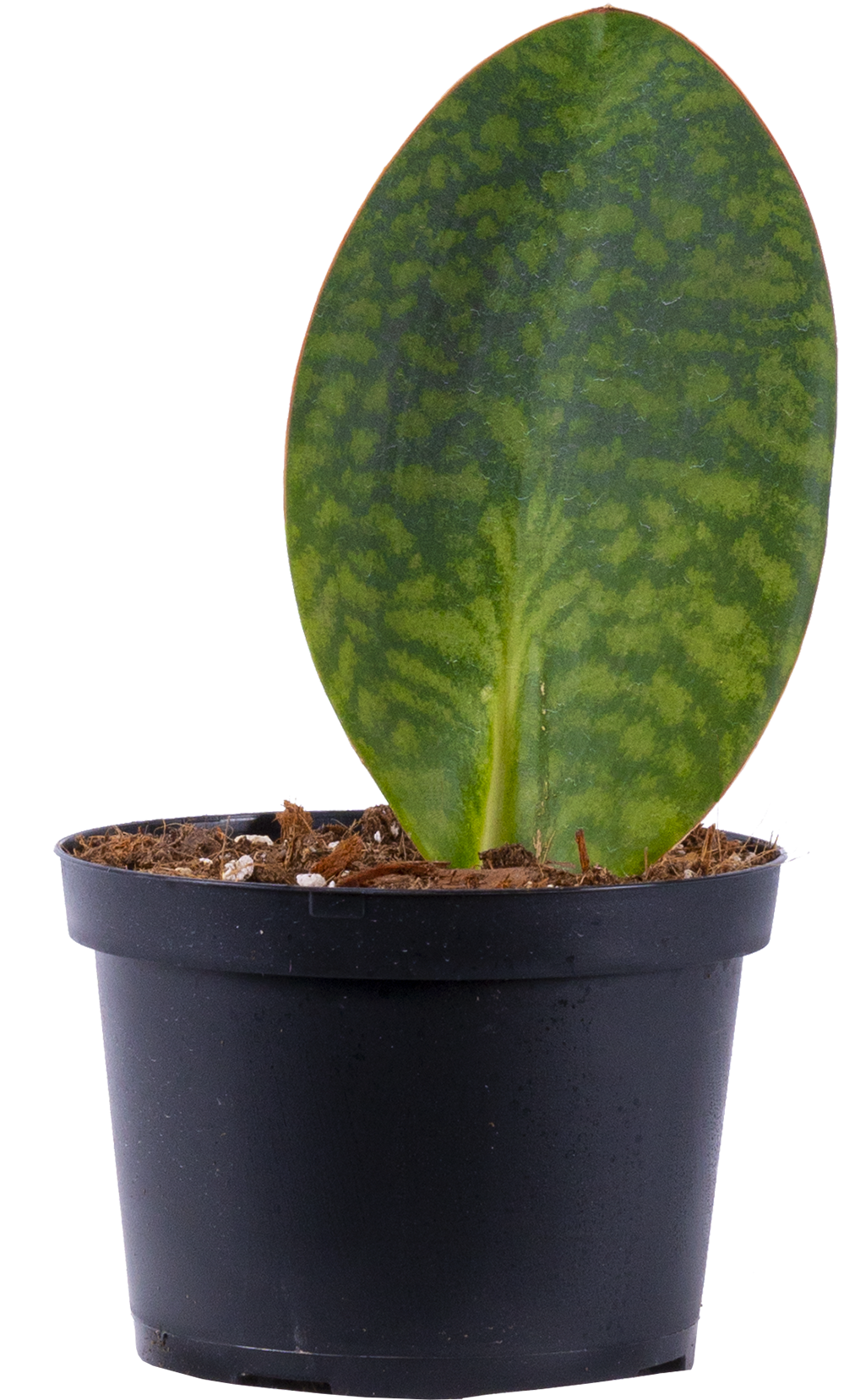 Sansevieria Masoniana | Whale Fin Snake (S)