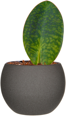 Sansevieria Masoniana | Whale Fin Snake (S)