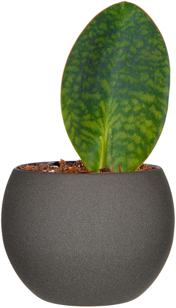 Sansevieria Masoniana XL (#A284)** hotsell | Shark Fin Snake Plants | Whale Fin Snake Plant