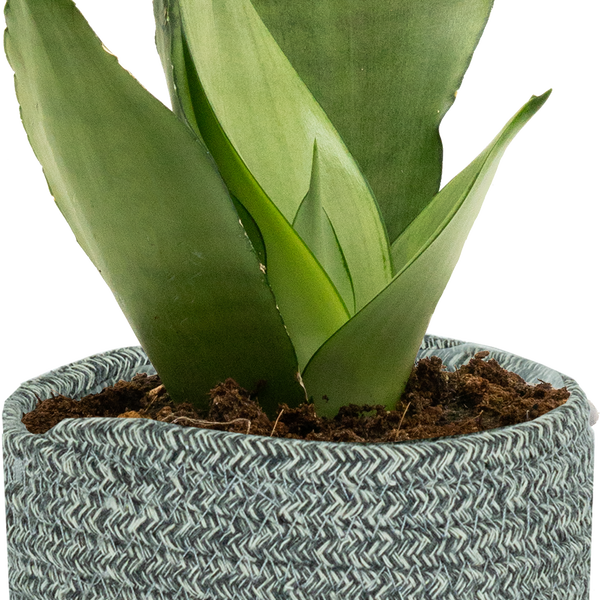 moonshine snake plant canada Sansevieria Moonshine | Snake Plant | 4" Pot | Easy Care Houseplant