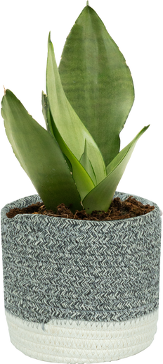 Sansevieria Moonshine | Snake Plant (S)