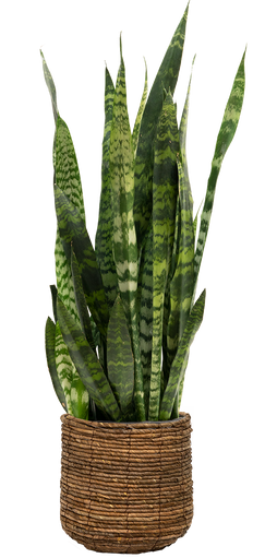 Sansevieria Zeylanica | Snake Plant (XL)