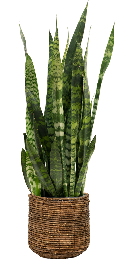 Sansevieria Zeylanica | Snake Plant (XL)