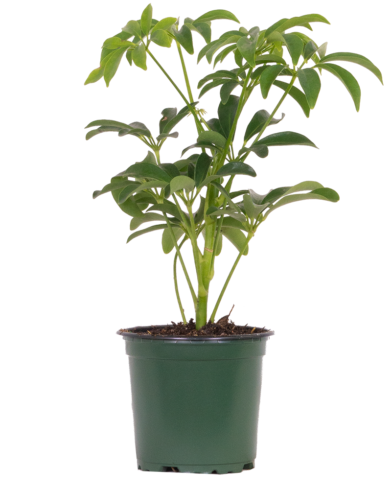 Schefflera Arboricola (S)