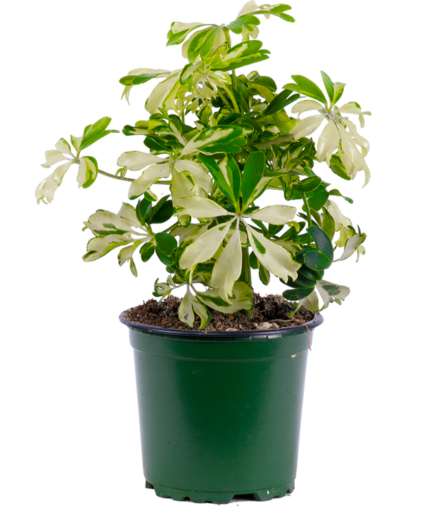 Schefflera Janine | Umbrella Plant (S)