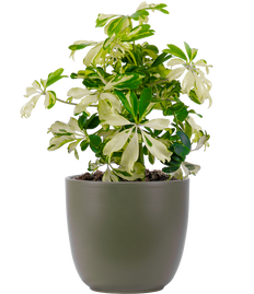 Schefflera Variegated | Umbrella Plant (S)