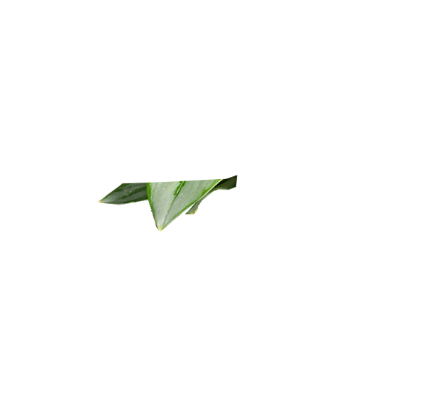 Scindapsus Treubii Moonlight | Sterling Silver Pothos | 6