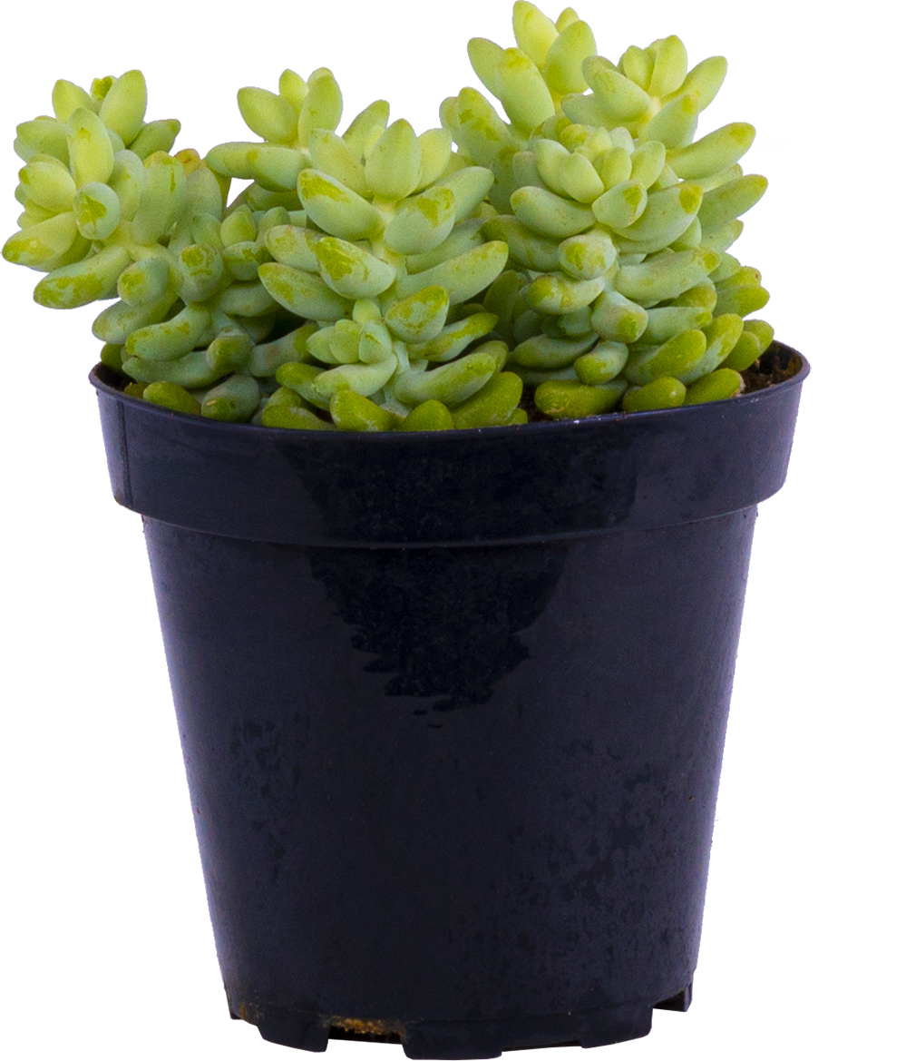 Sedum Morganianum | String of Burritos (S)