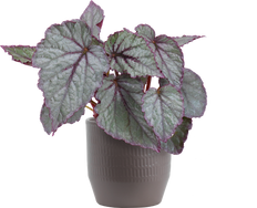 Begonia Silver Rex | Painted Leaf (S)