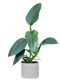 philodendron sodiroi ornatum Philodendron Sodiroi | 4" Pot | Easy Care Houseplant