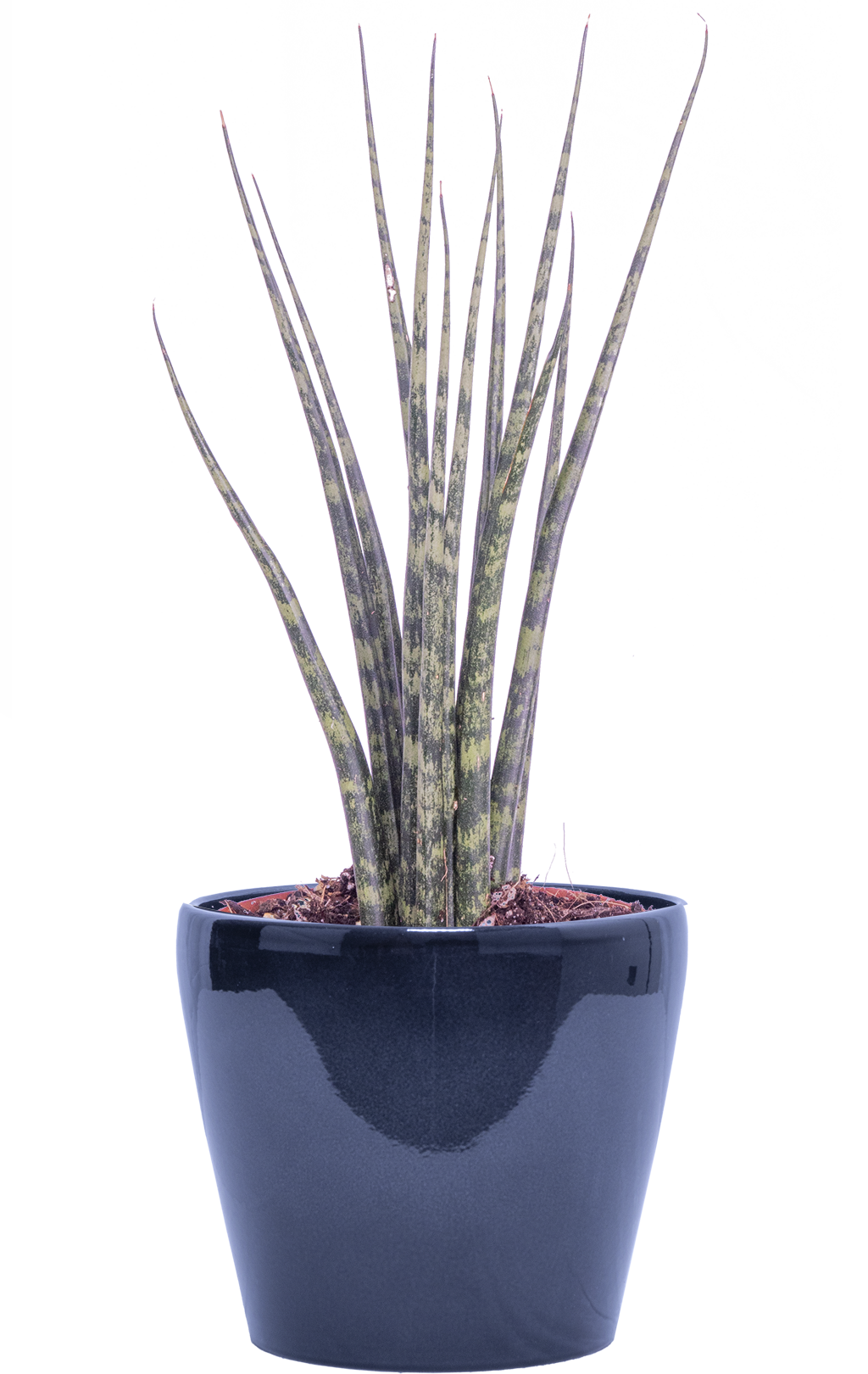 Sansevieria Fernwood-Mikado (S)