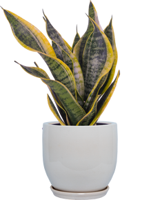 Sansevieria Laurentii Superba | Snake Plant (M)