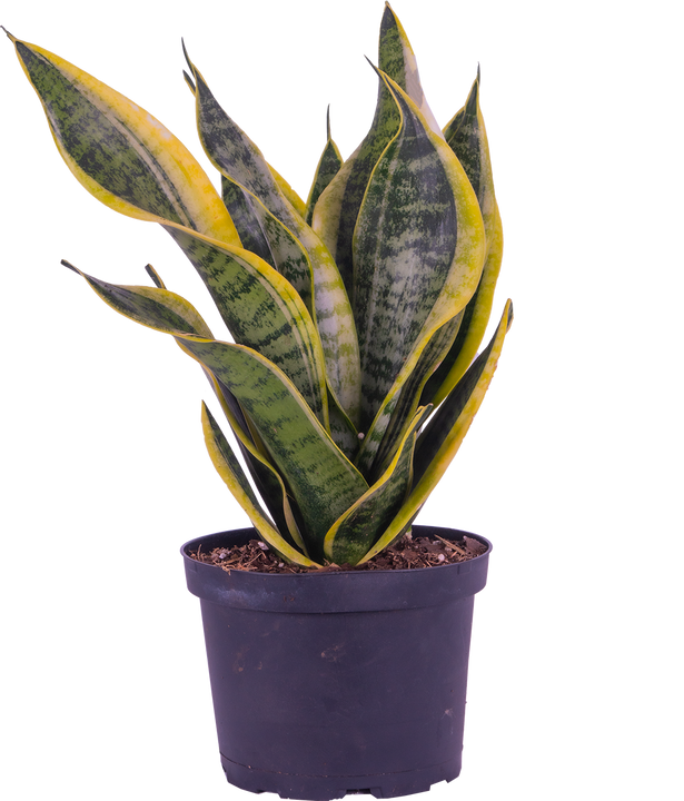 Sansevieria Laurentii Superba | Snake Plant (M)