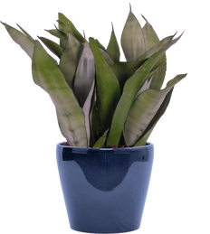 Sansevieria Moonshine | Snake Plant (M)
