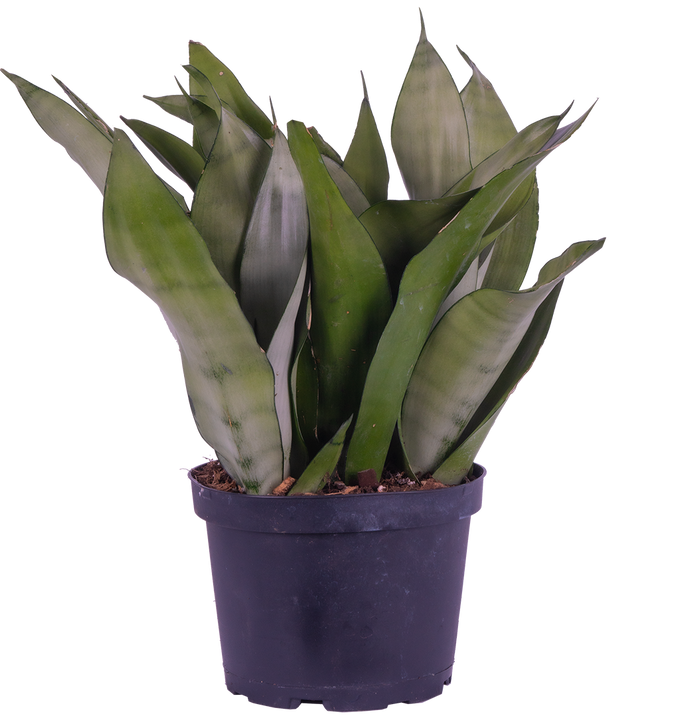 Sansevieria Moonshine | Snake Plant (M)