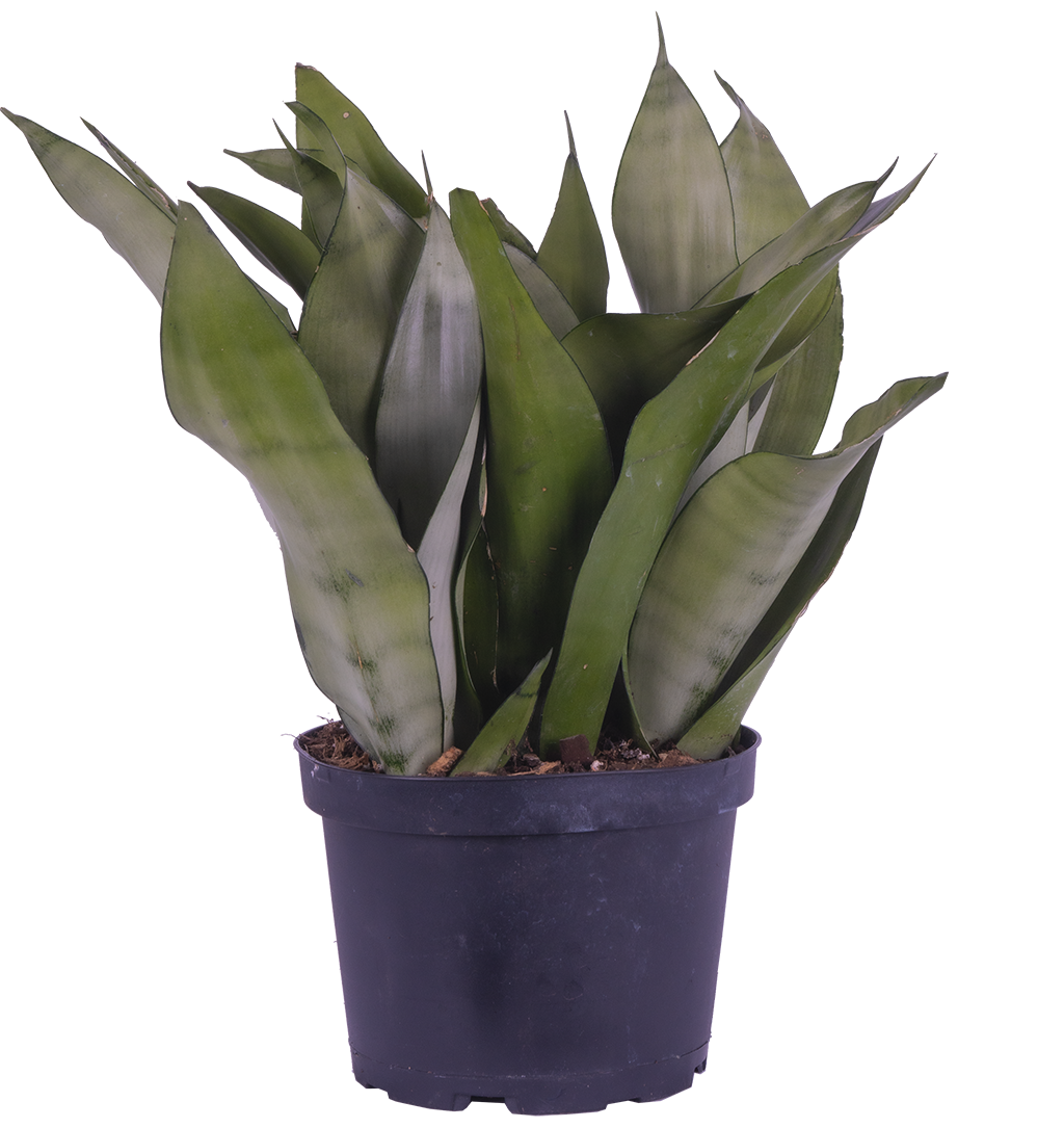 Sansevieria Moonshine | Snake Plant (M)