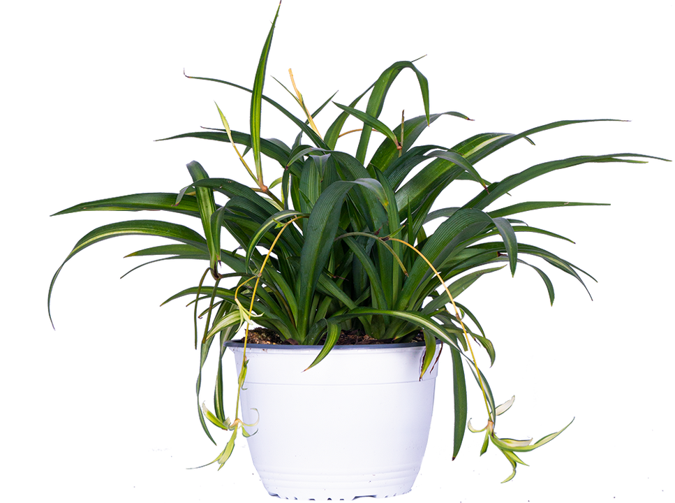Spider Plant Green | Chlorophytum (M)