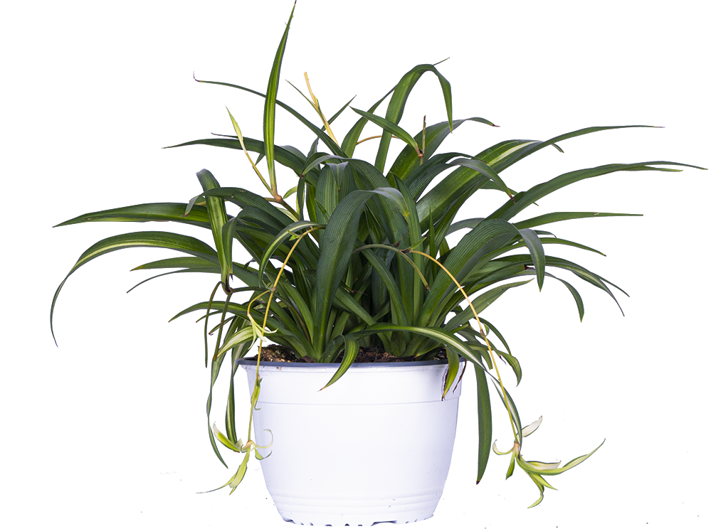 Spider Plant Green | Chlorophytum (M)