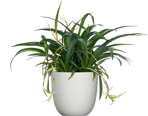 Spider Plant Green | Chlorophytum | 8