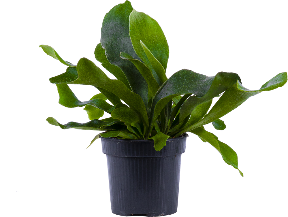 Platycerium | Staghorn Fern (S)