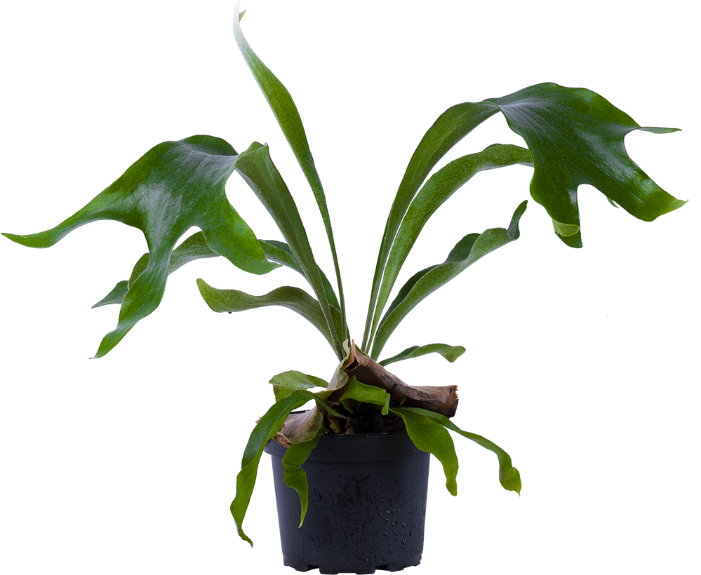 Platycerium | Staghorn Fern (M-6in)