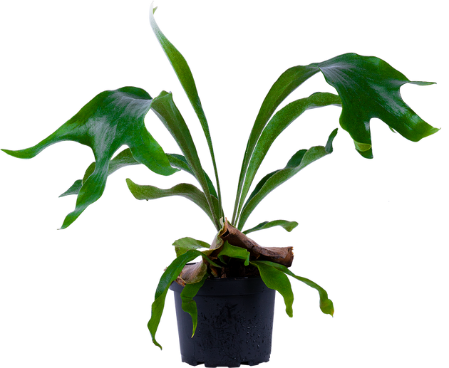 Platycerium | Staghorn Fern (M-6in)