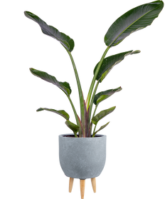 Strelitzia Nicolai | Bird of Paradise (XL)