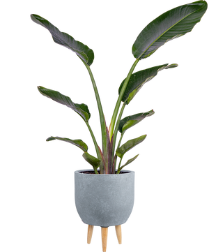 Strelitzia Nicolai | Bird of Paradise | 10