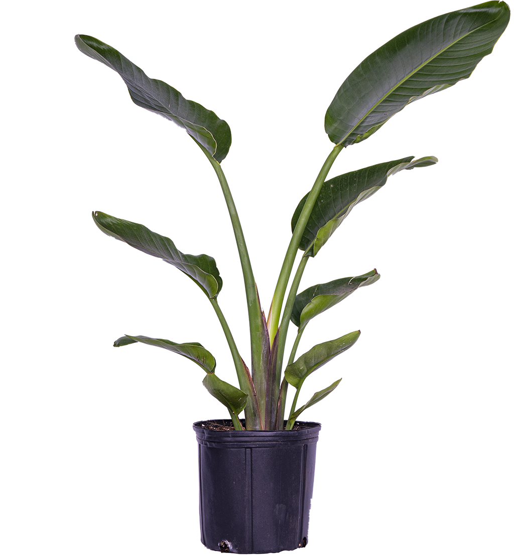 Strelitzia Nicolai | Bird of Paradise (XL)