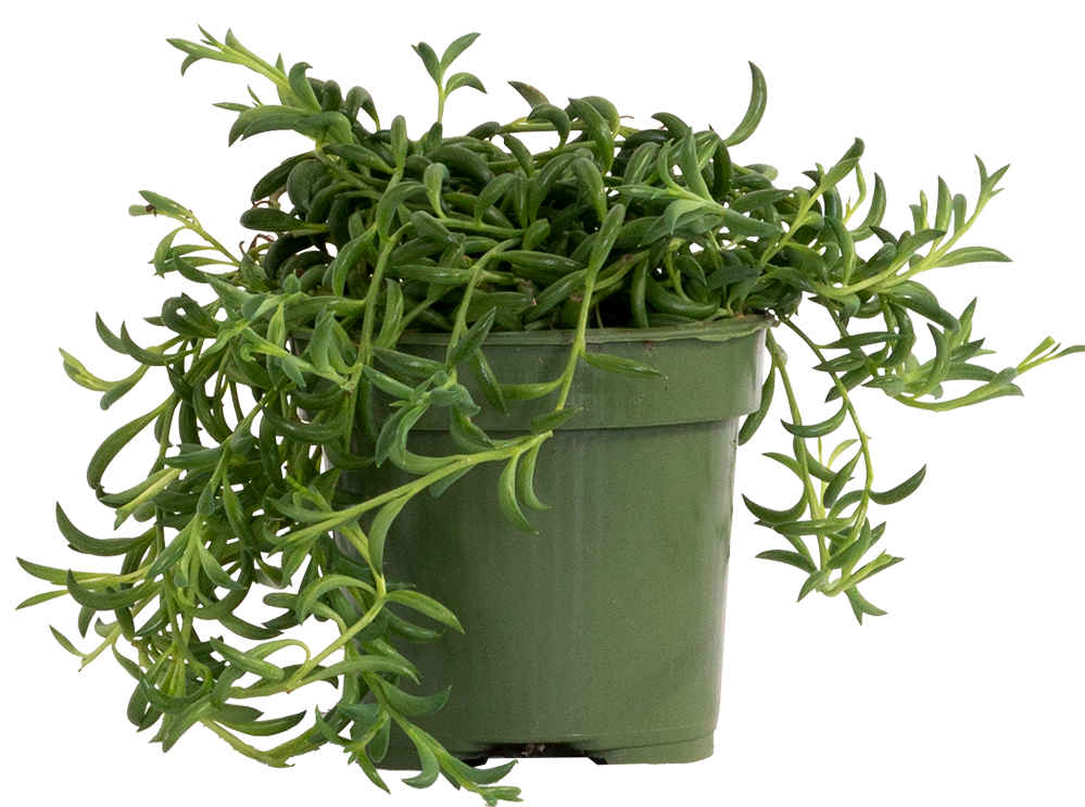 Senecio Radicans | String of Bananas (S)