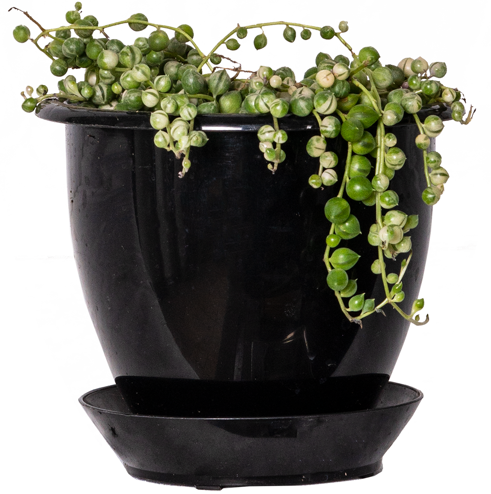 Senecio Rowleyanus | Variegated String of Pearls (S)