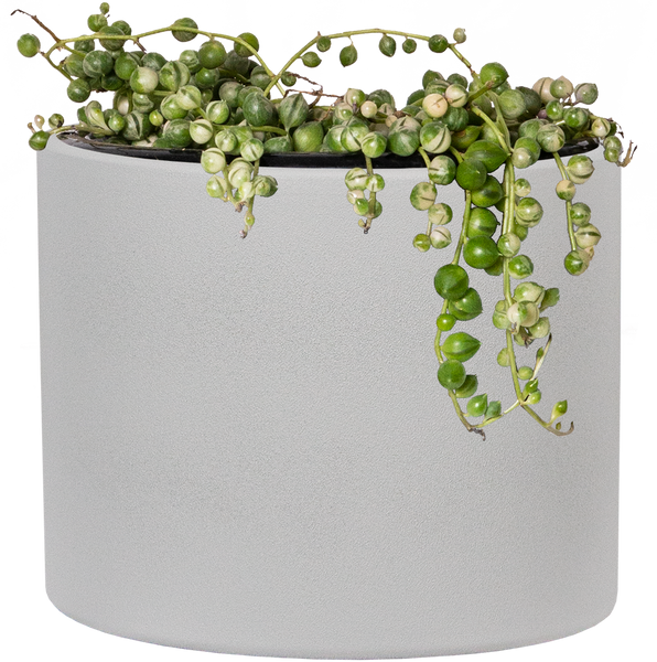 Senecio Rowleyanus, Variegated, String Of Pearls - Pot Size: 3 (2.6x3.5)  - Colorful Foliage, Houseplants - Winterized 2Day Shipping 