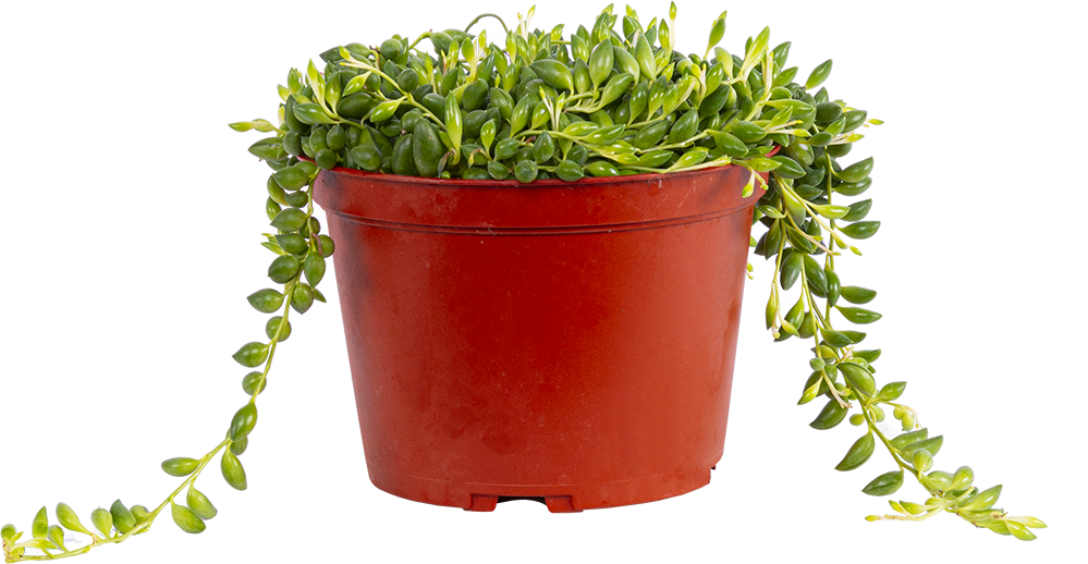 Senecio Radicans | String of Beans (M)