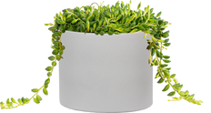 Senecio Radicans | String of Beans (M)