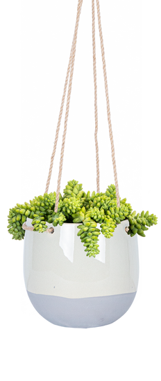 Sedum Morganianum | String of Burritos (M)