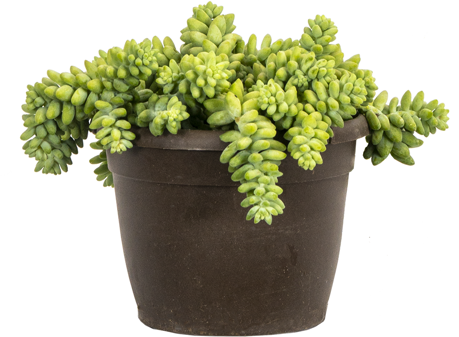 Sedum Morganianum | String of Burritos (M)