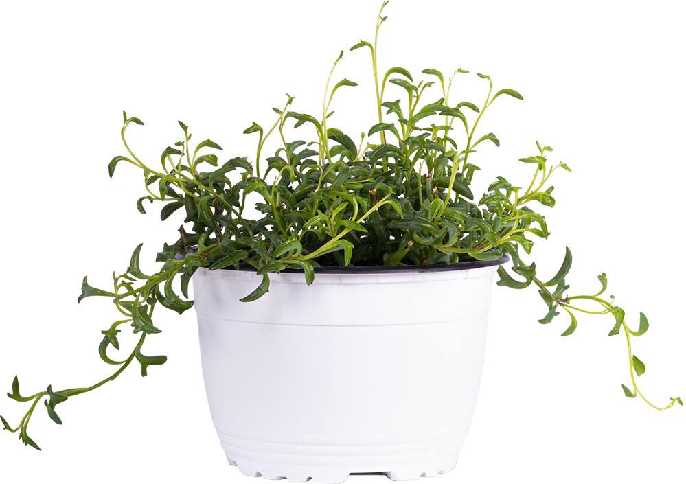 Senecio Peregrinus | String of Dolphins (M)