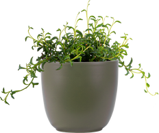 Senecio Peregrinus | String of Dolphins (M)