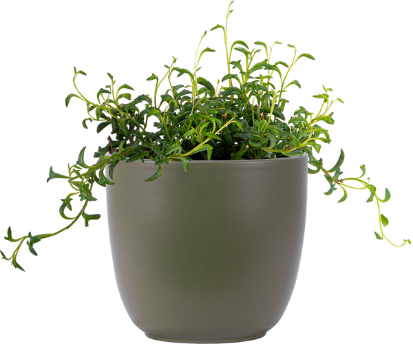 dolphin succulent canada Senecio Peregrinus | String of Dolphins | 6