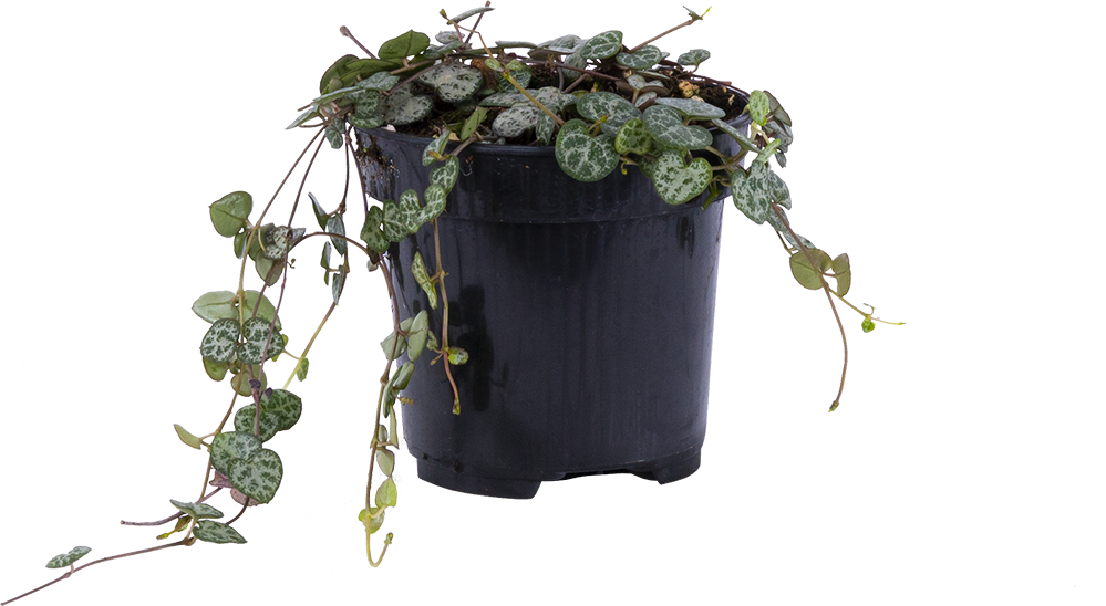 String of Hearts 4" Pot Pet Friendly Houseplant Plantsome