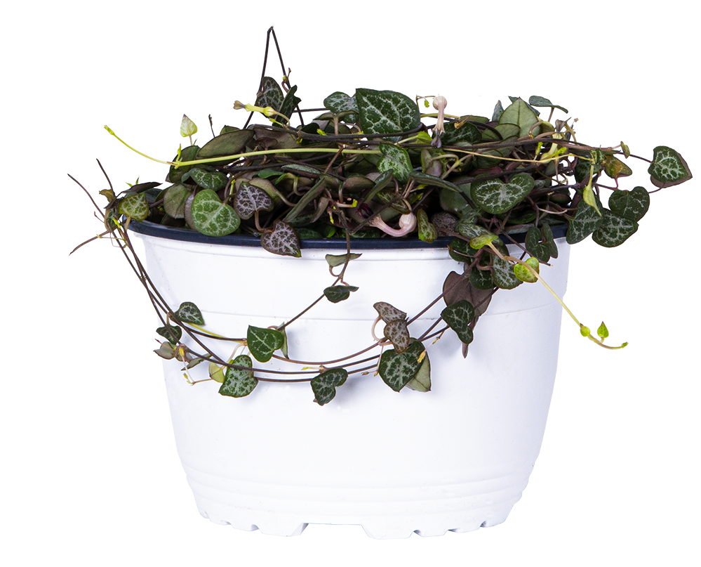 Ceropegia Woodii | String of Hearts (M)