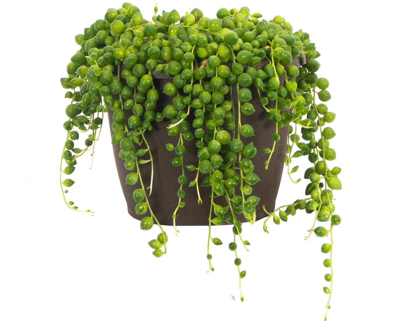 Senecio Rowleyanus | String of Pearls (M)
