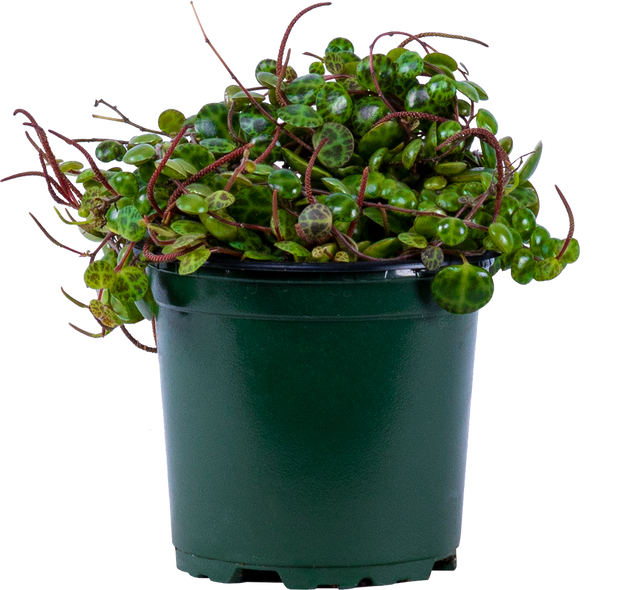 potting mix for string of turtles Peperomia Prostrata | String of Turtles | 4" Pot | Pet Friendly Houseplant