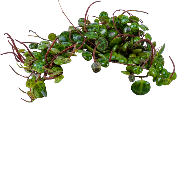 string of turtles potting mix Peperomia Prostrata | String of Turtles | 4" Pot | Pet Friendly Houseplant